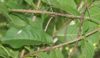 Stick-Insect