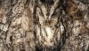 owl-camouflage