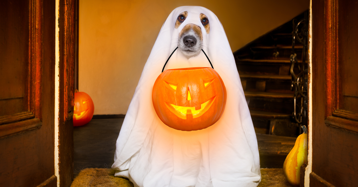 DIY Halloween Costumes for Dogs Zagline